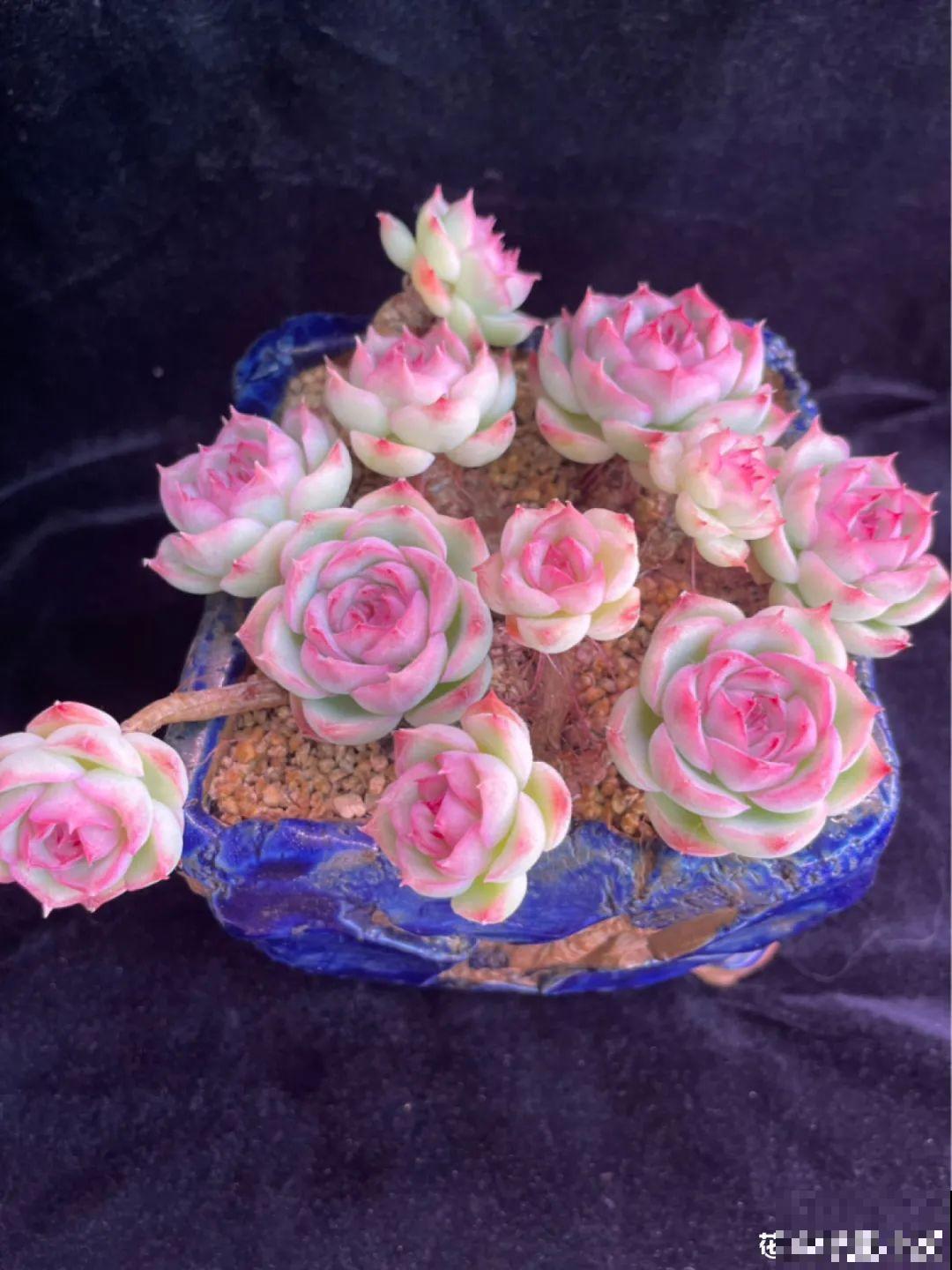 室内养多肉，也能养出水晶果冻色，任谁看到都说好