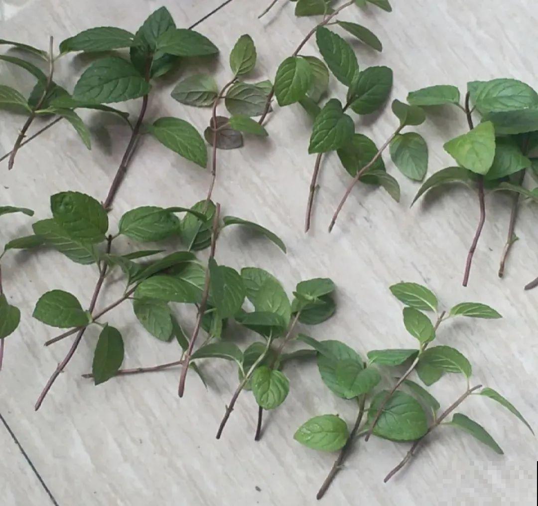 春天给花修剪,花才能呼呼开,俩月开爆盆 春天给花修剪,花才能呼呼开,俩月开爆盆