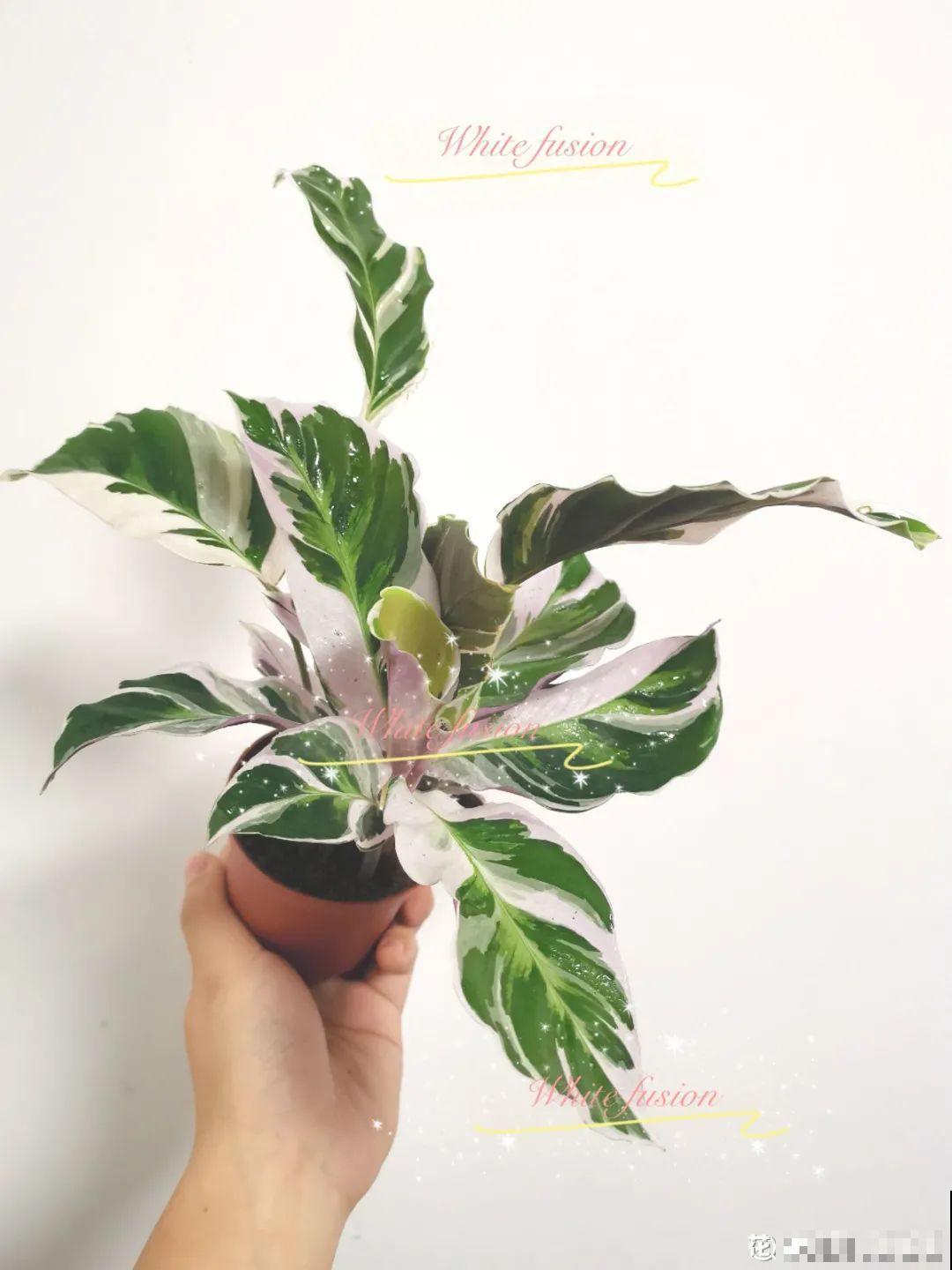 3种耐阴花，光不好也能嗖嗖长，摆家里特别上档次