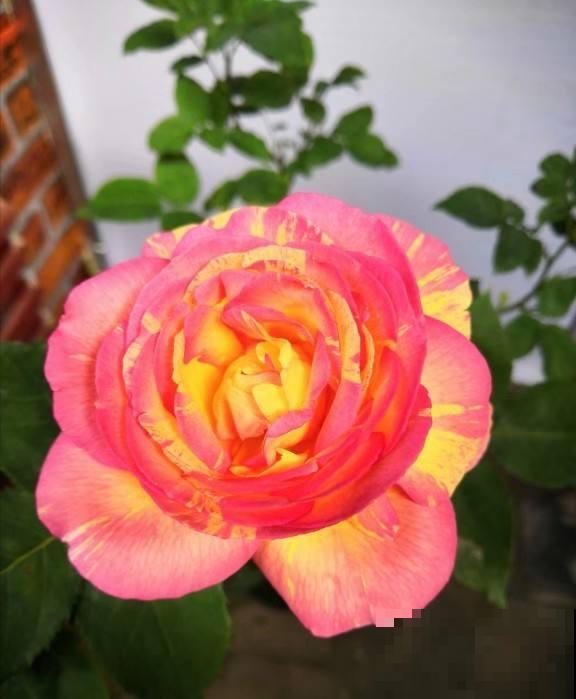 要想繁殖这3种花,不建议买种子,种出来也不是想要的样子 要想繁殖这3种花,不建议买种子,种出来也不是想要的样子