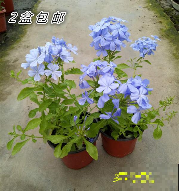 仙人球看着挺精神,实则根系都烂了,都是浇水多了惹的祸 仙人球看着挺精神,实则根系都烂了,都是浇水多了惹的祸