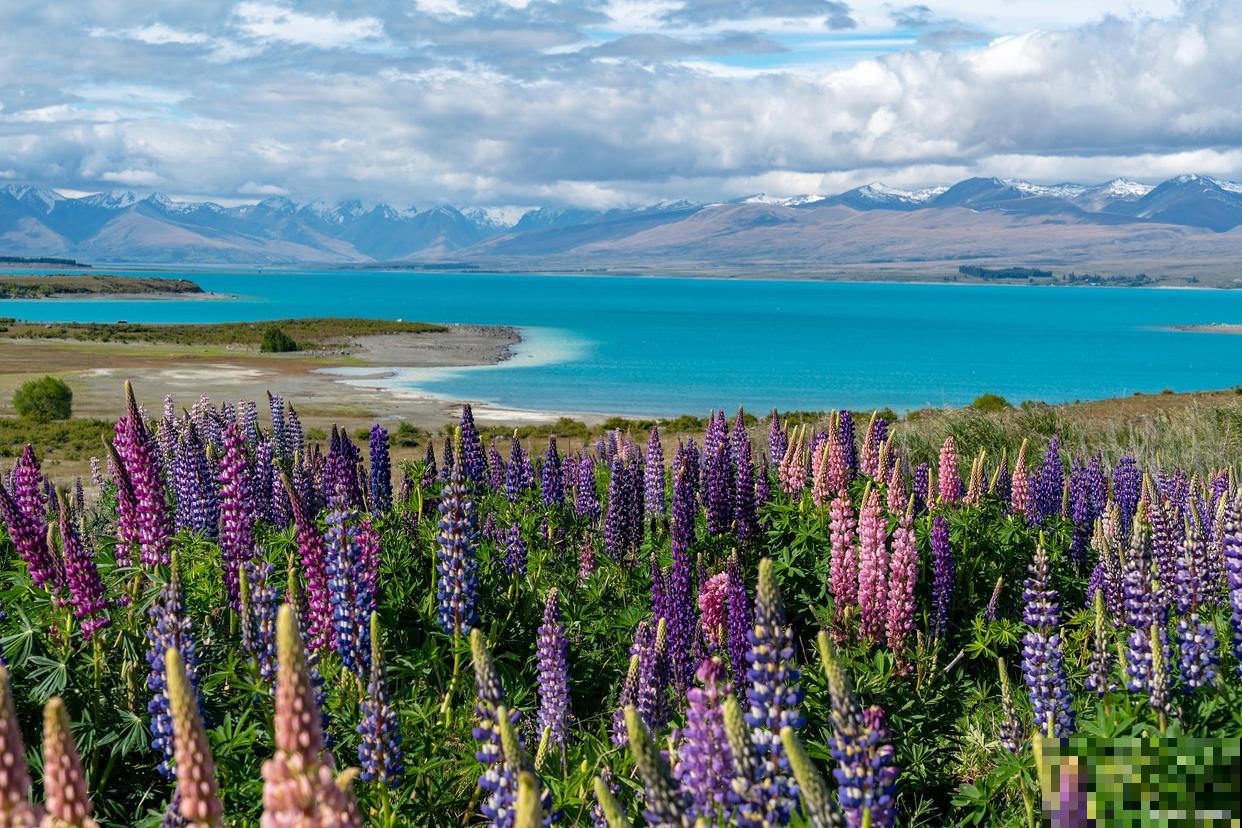 如果我有院子，一定种这3种花，天天有花赏！