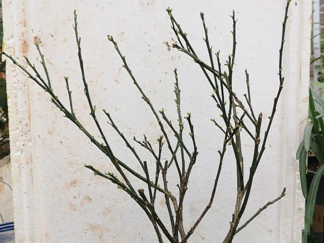 施肥用氮肥要节制，太心急容易烧苗，千万别用多