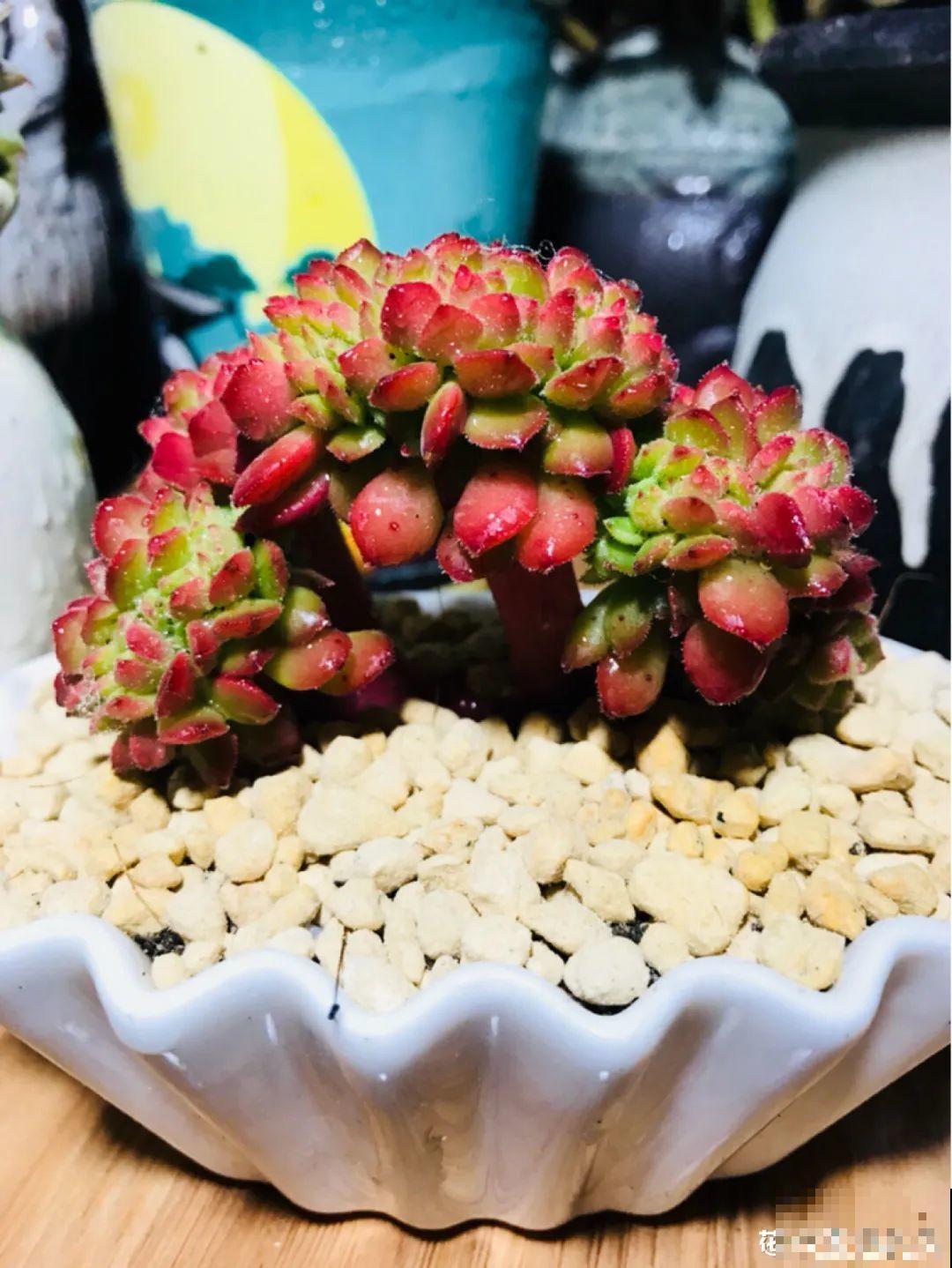 多肉老桩属实震撼，颜值都很高，越养越上瘾