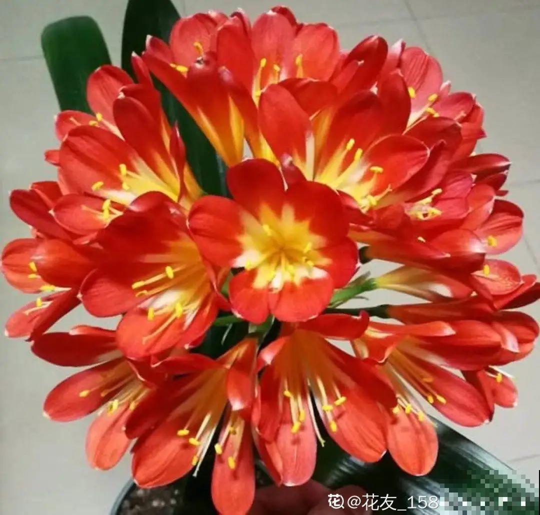 春天养花，就怕乱浇水，浇错水植物死的越快