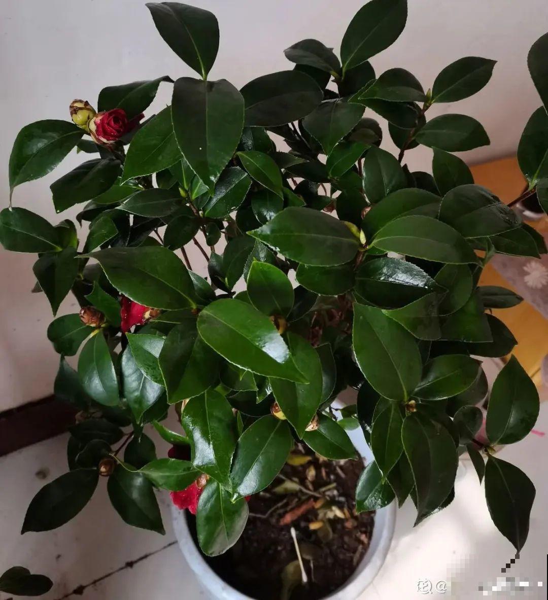 夏天怕晒的花,赶紧搬到阴凉地儿,再晒成枯杆了 夏天怕晒的花,赶紧搬到阴凉地儿,再晒成枯杆了