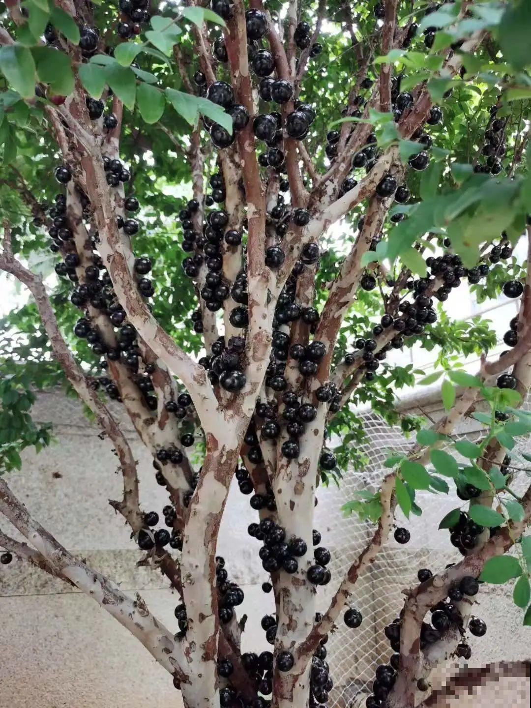 家里养棵“丑八怪”，霸气镇宅，越养越爱