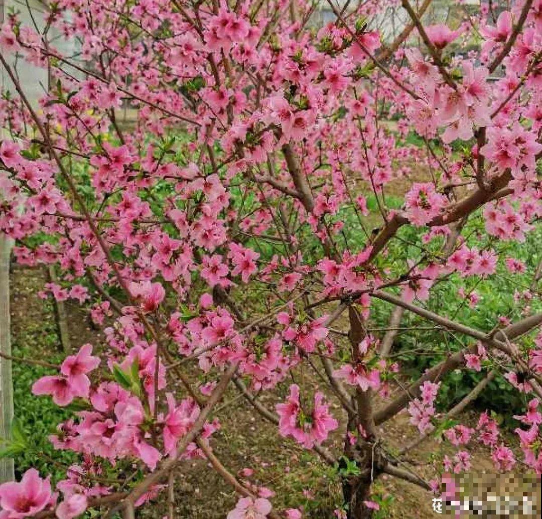 春天来了，有个院子养点花，简直太幸福