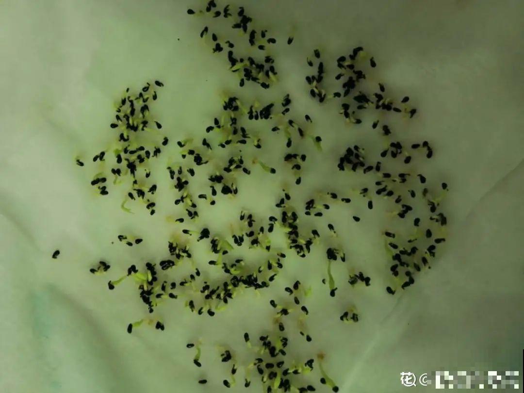 玉米棒子插水里，比绿植长得快，长成清新小盆栽