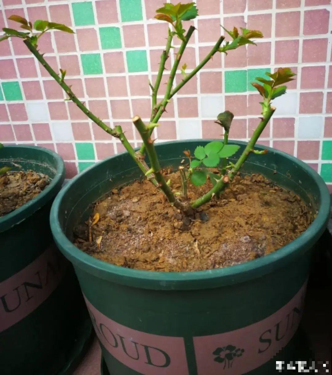 初春浇水要谨慎，浇水浇不对，小心全军覆没