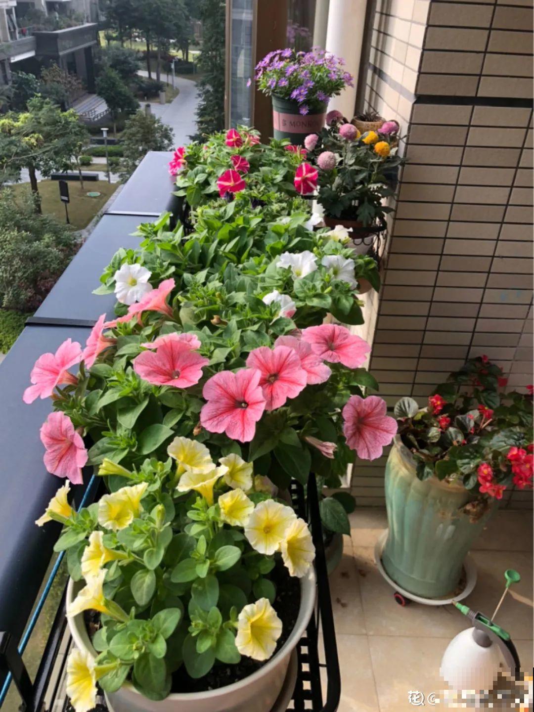 3种花打顶、扦插，可以同时进行，新手秒变大户