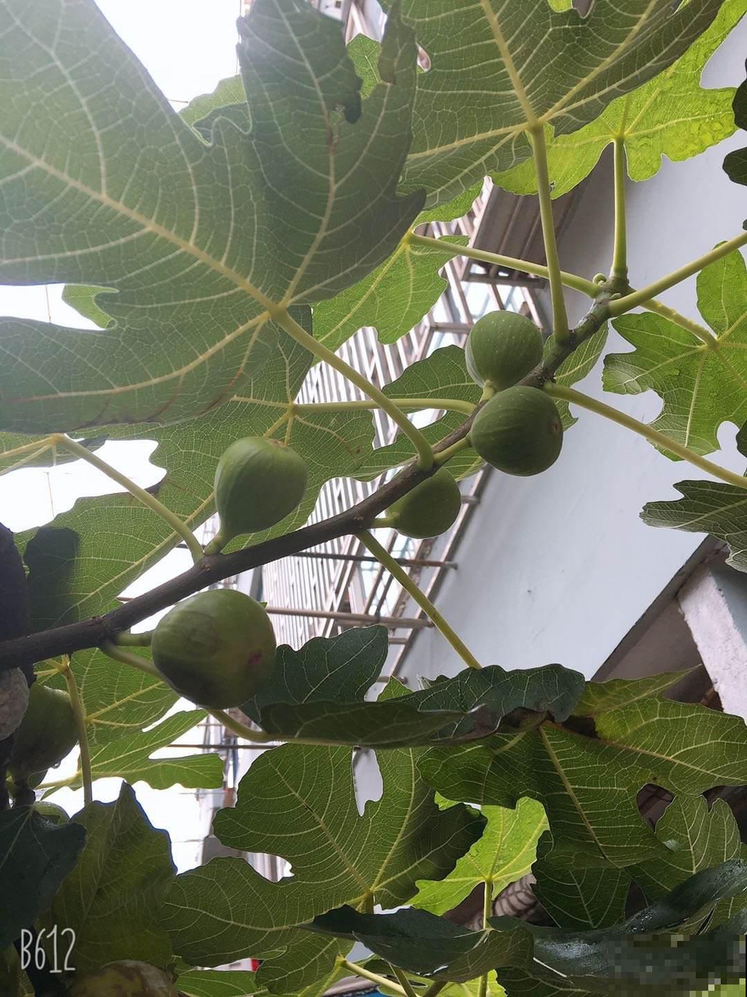 路边捡的无花果枝条，插土里很快生根，一年时间就能结果