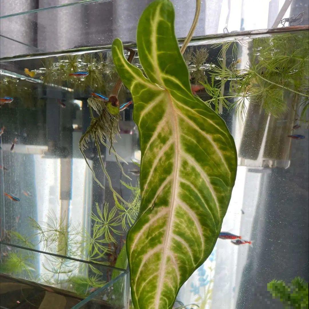 绿萝可以扔了,养盆“格调”花,颜值高还有气质 绿萝可以扔了,养盆“格调”花,颜值高还有气质