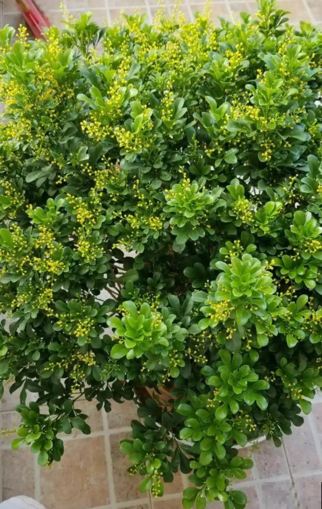 新买的绣球别猛晒，养在阴凉通风处最好，不然叶子全晒焦了