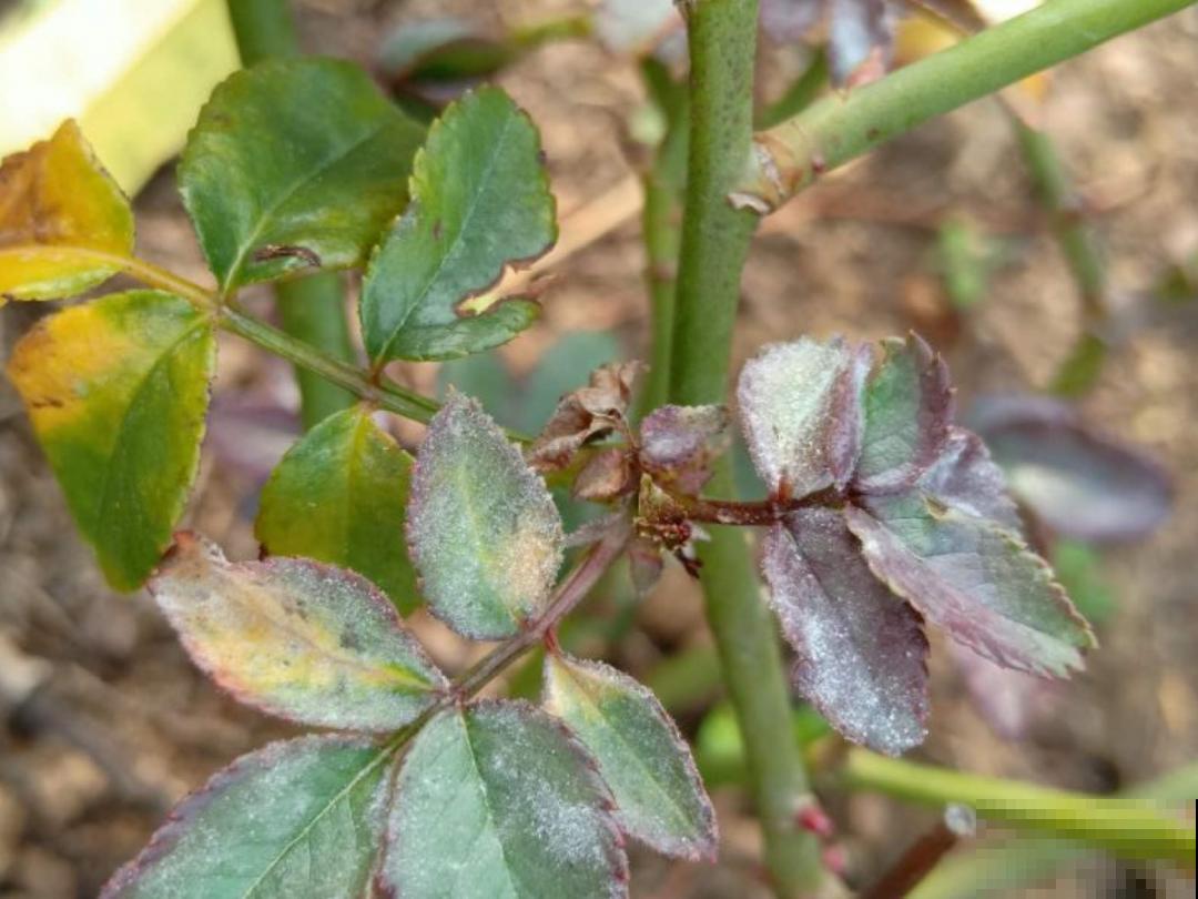 4月养花病虫害，白霜、黑斑、黄点儿···再不治就死光了