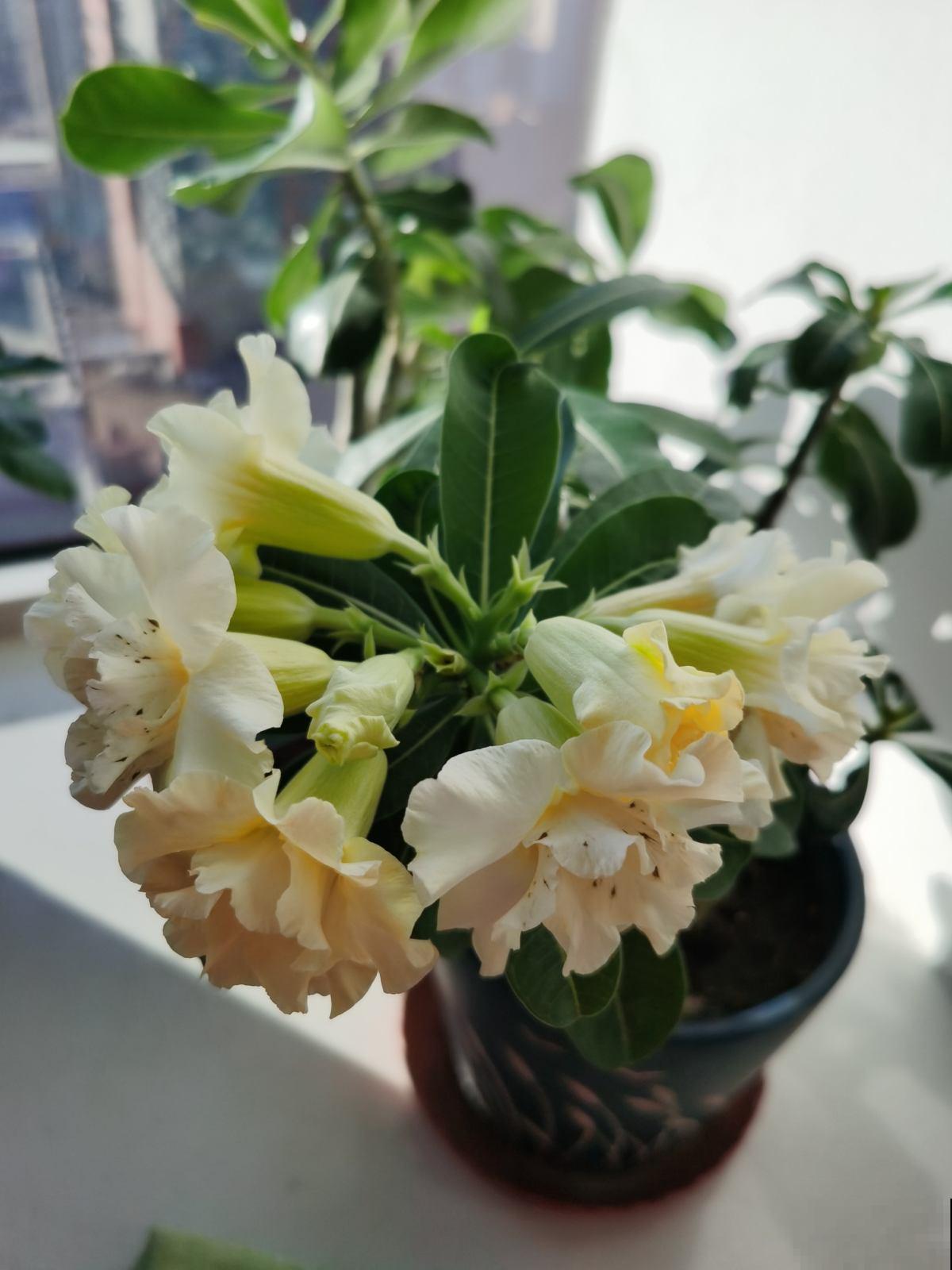 学校让孩子带盆花,可难坏了父母,到底带啥花好呢? 学校让孩子带盆花,可难坏了父母,到底带啥花好呢?