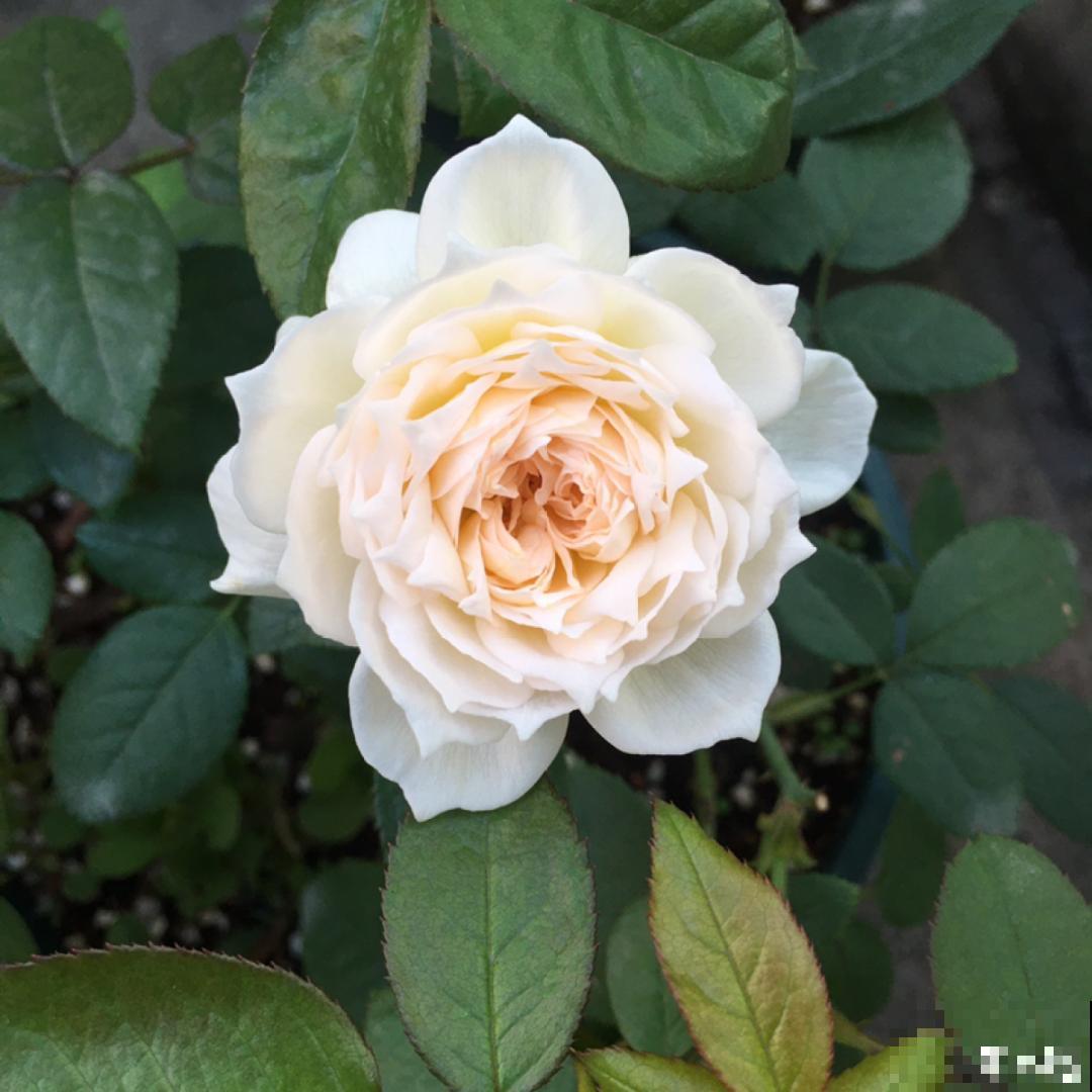 50种月季，各有各的美，哪一种是你的“菜”？