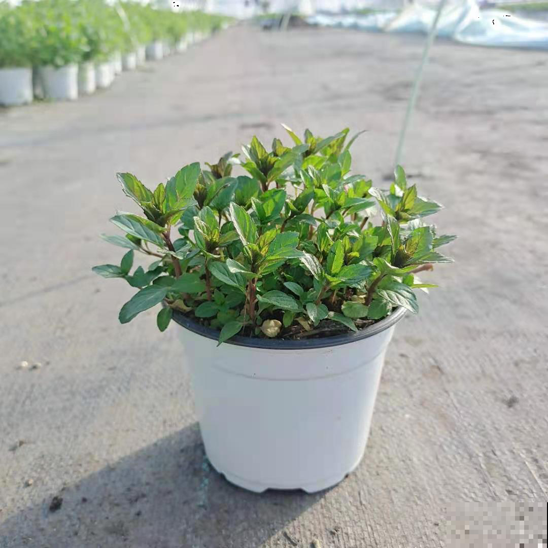 春天开始养薄荷, 等到天热了,爆出一大盆 春天开始养薄荷, 等到天热了,爆出一大盆