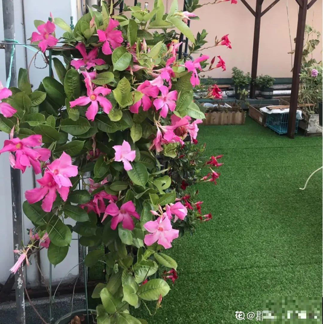 晒不死、热不死的花,越晒花越多,越热长越快 晒不死、热不死的花,越晒花越多,越热长越快