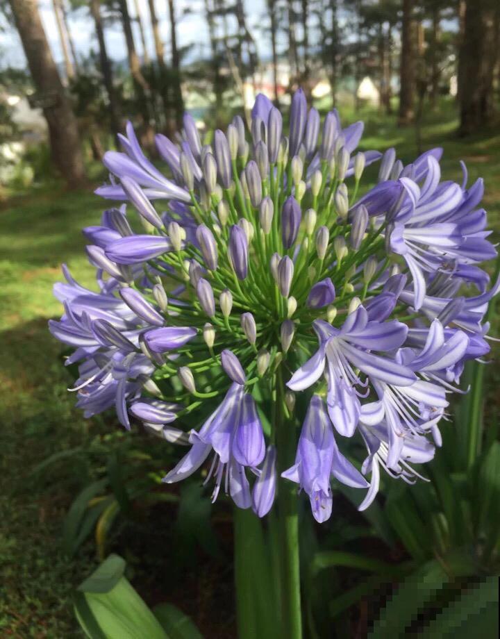 仙气飘飘的落新妇，开花气质独特， 让人一眼就爱上