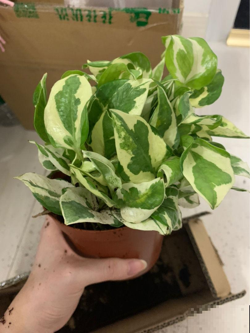 万千人宠爱耐阴花，叶子美得像油画，开花像个小荷包