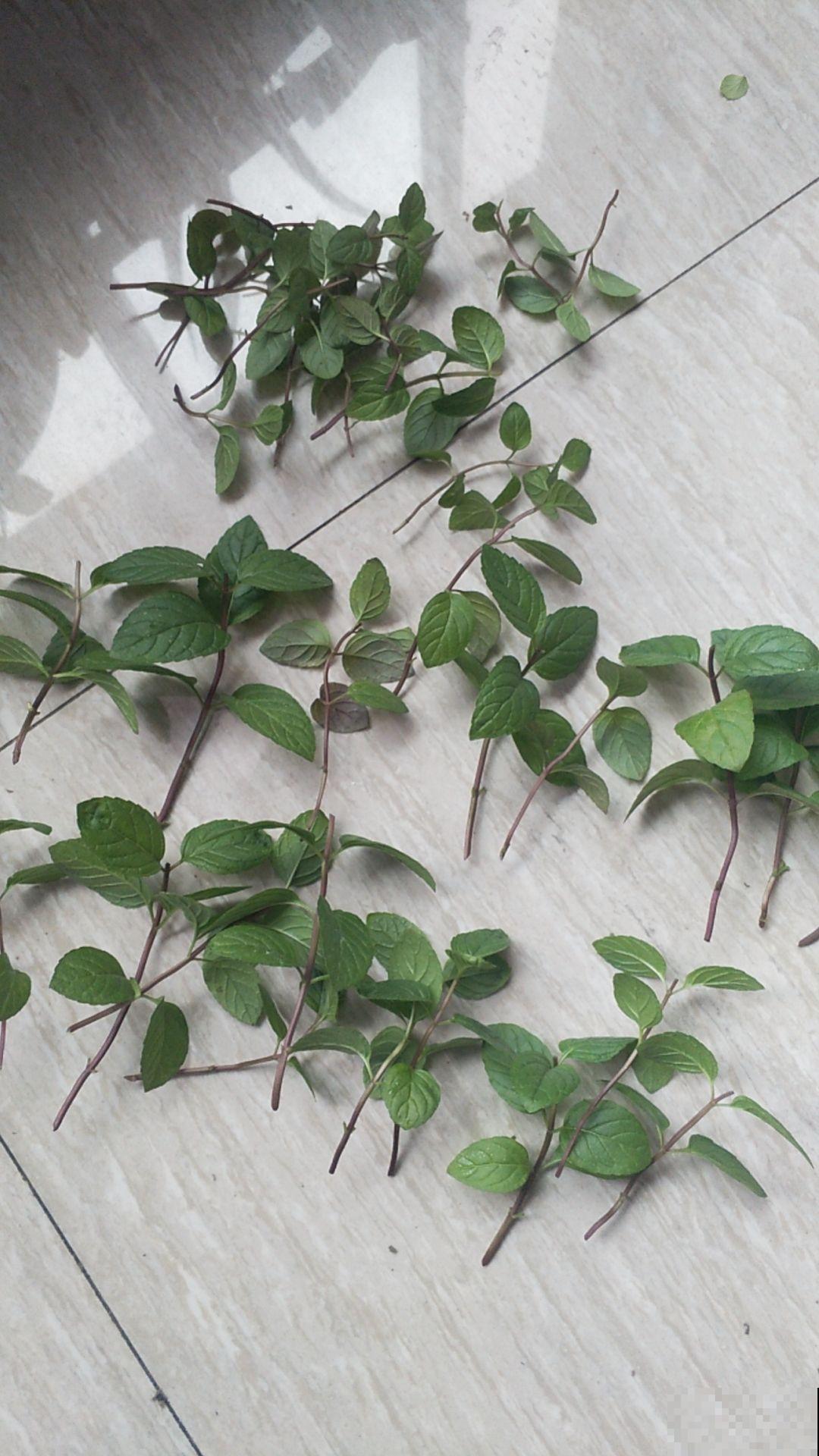 植物不是养的越老越好，3种花越年轻开花越多，老了反而不开花