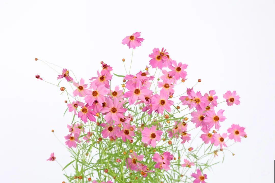 夏天里超能开的花，爆花上百朵，开完剪一刀，很快又爆花