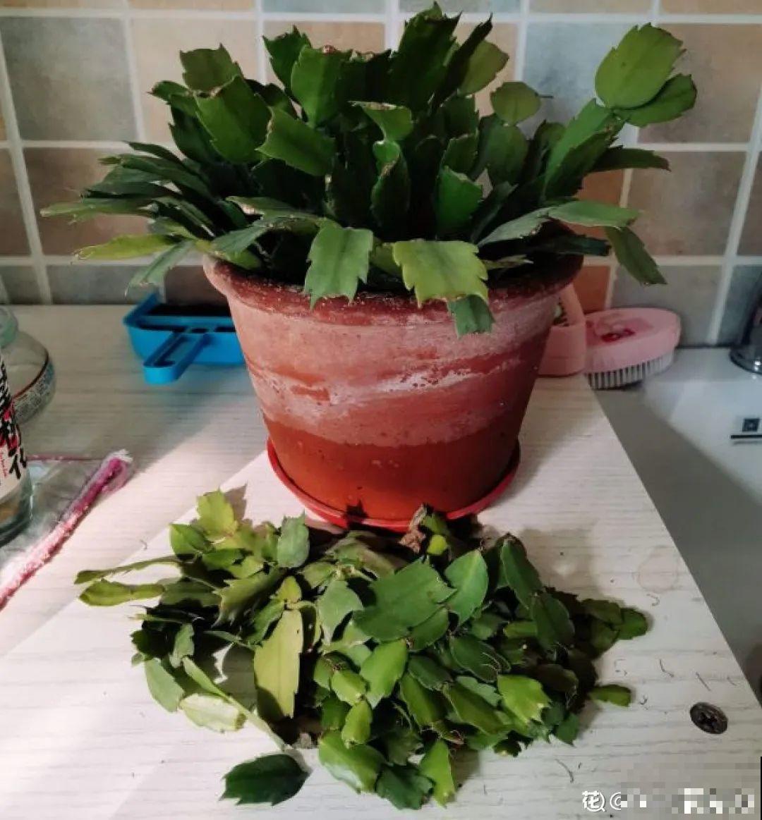 7种“落地生根”花，春天多插几棵，成活率特别高