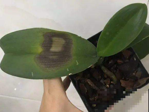 最怕晒的10种花,赶快搬进屋,否则会死掉 最怕晒的10种花,赶快搬进屋,否则会死掉