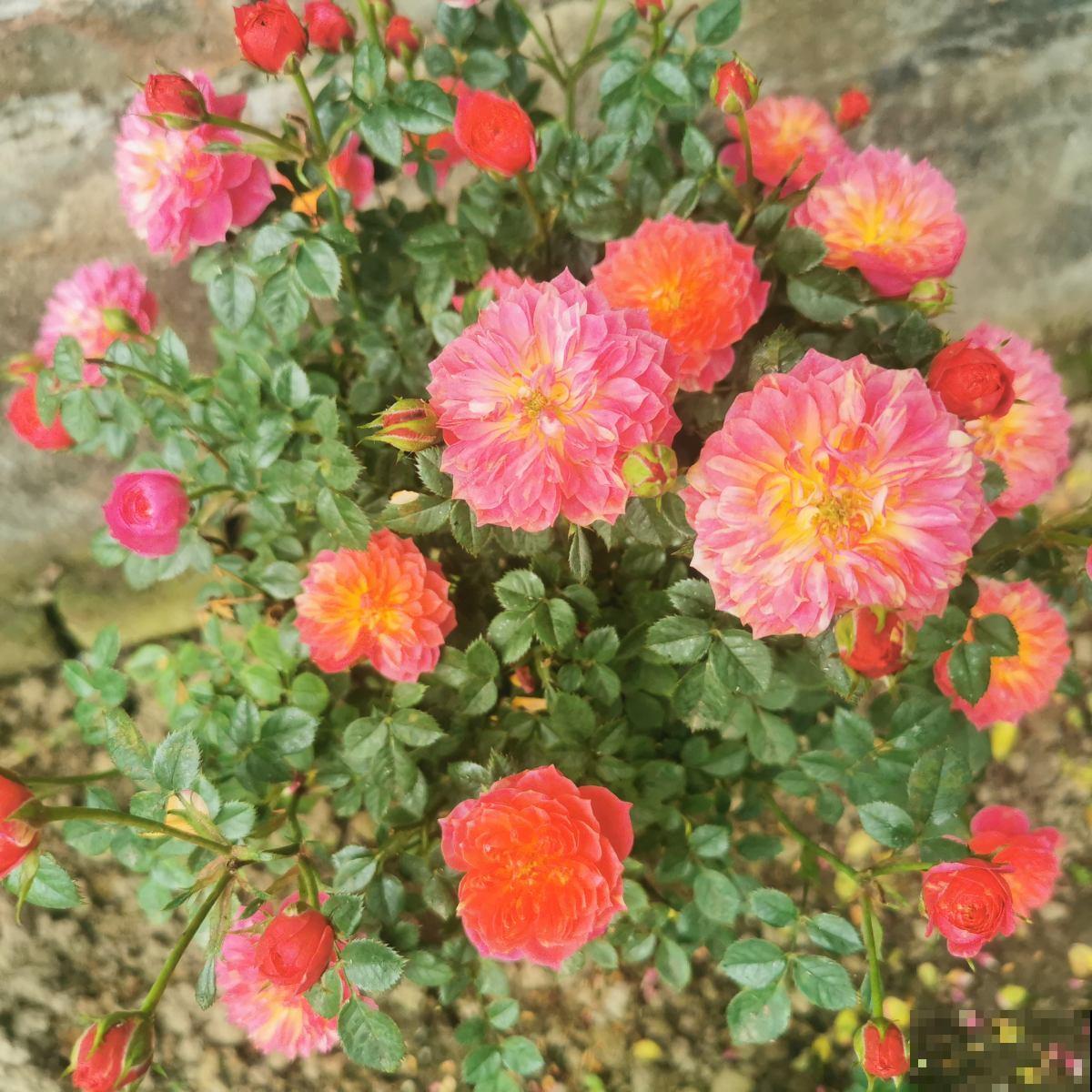 办公桌上养盆花,皮实好养又招财,天天看着心情好 办公桌上养盆花,皮实好养又招财,天天看着心情好