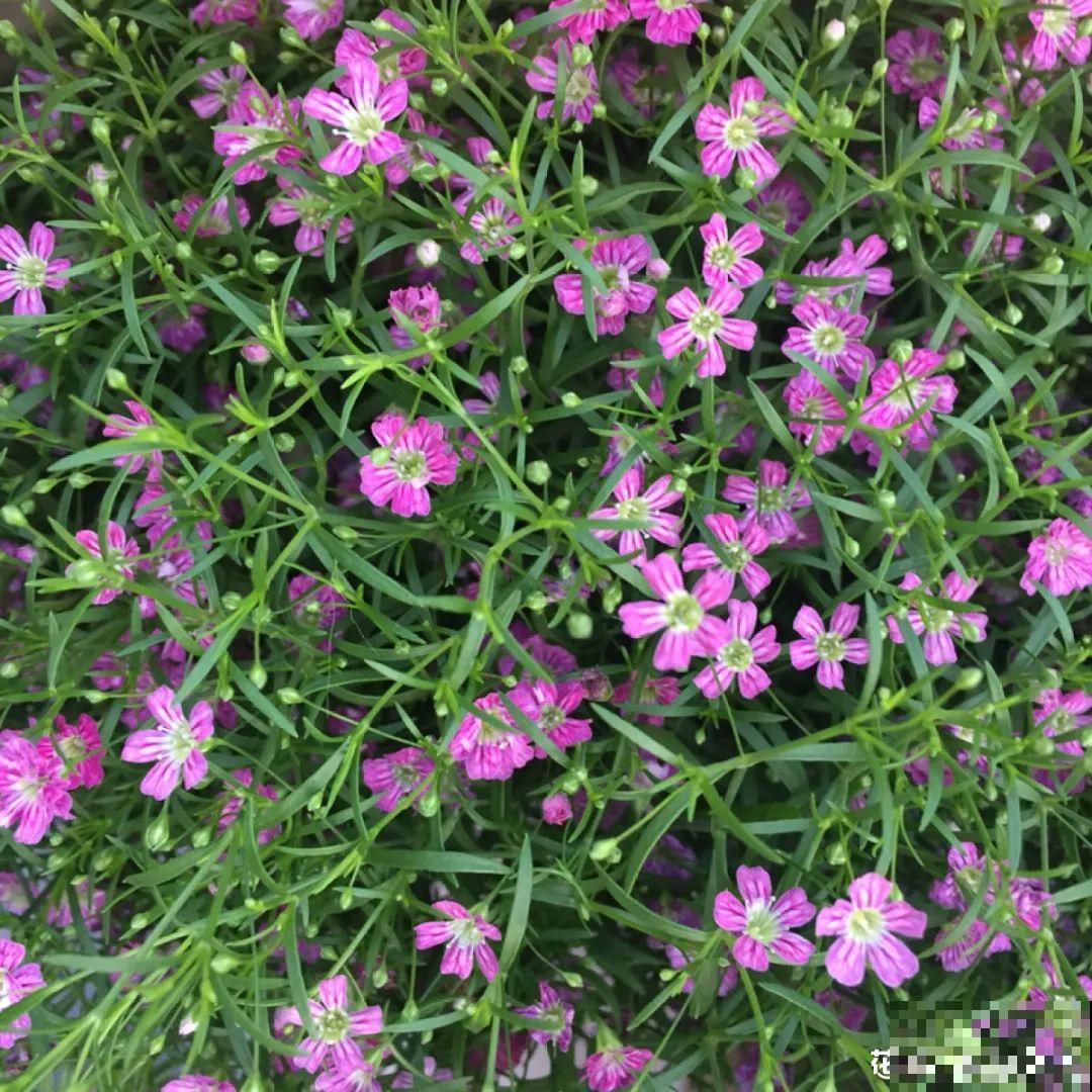 20种花不用买，开完花等20天，爆出好多种子！