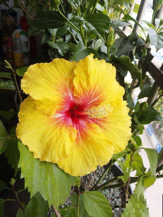 春天的花怎么拍都美,尤其是牡丹,雍容华贵让人一眼爱上 春天的花怎么拍都美,尤其是牡丹,雍容华贵让人一眼爱上