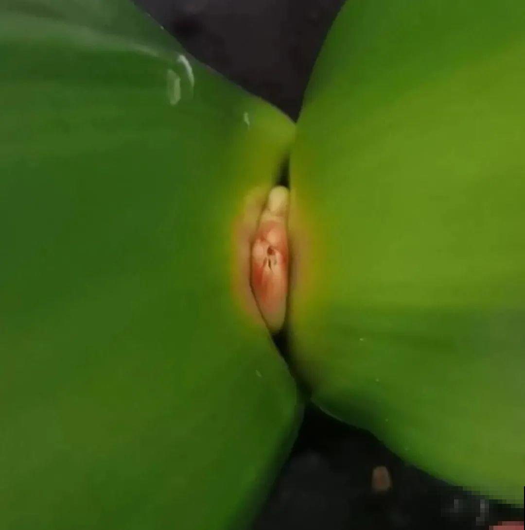 长寿开花后，要好好修剪，很快冒新芽