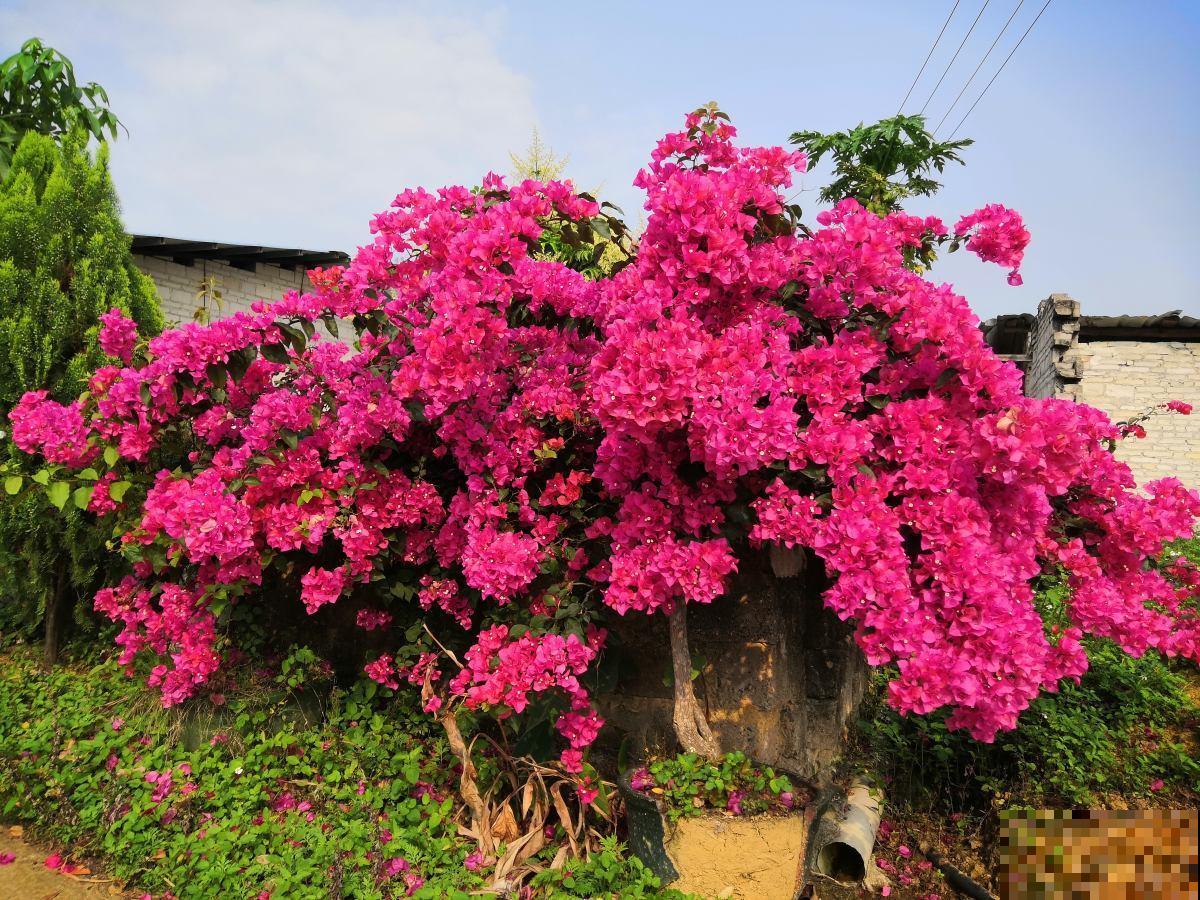 在家养三角梅，学会这一招，花芽蹭蹭冒不停！