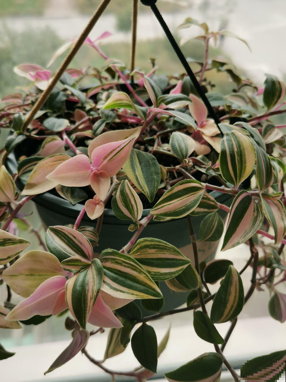 阳台上挂一盆垂吊花，养俩月就爆盆，繁殖能力也超