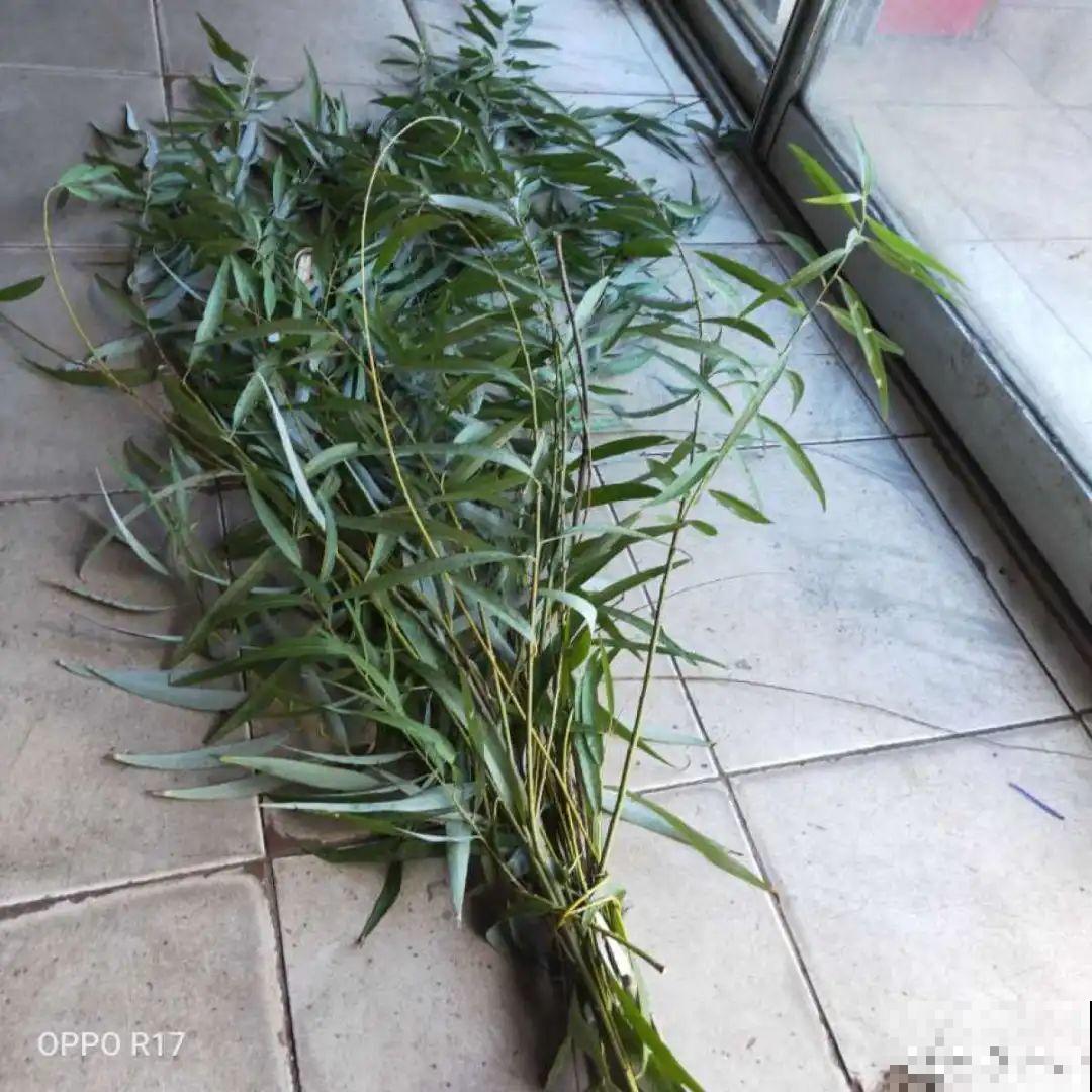 给花浇水掺点白醋，植物根比萝卜还粗，健壮不黄叶