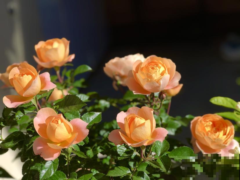 大火的果汁阳台，单朵花期15天，花量大还抗病