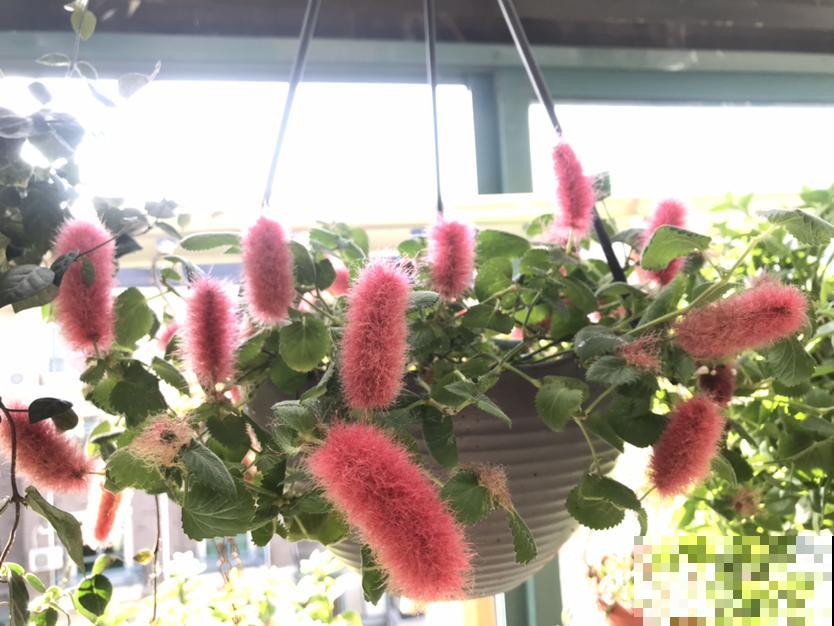 阳台上挂一盆垂吊花，养俩月就爆盆，繁殖能力也超