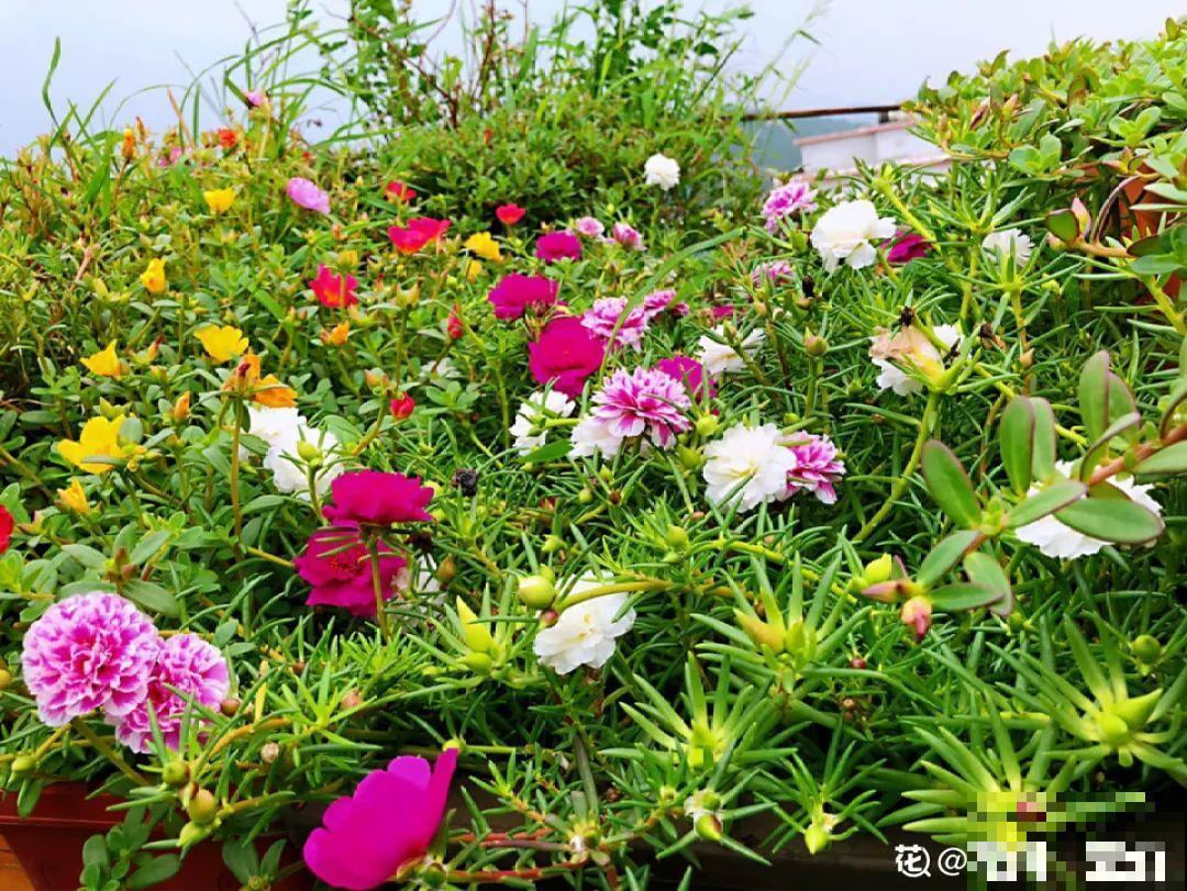 家里养盆“省心”花,自己开花自己结种,不用再买花种了 家里养盆“省心”花,自己开花自己结种,不用再买花种了