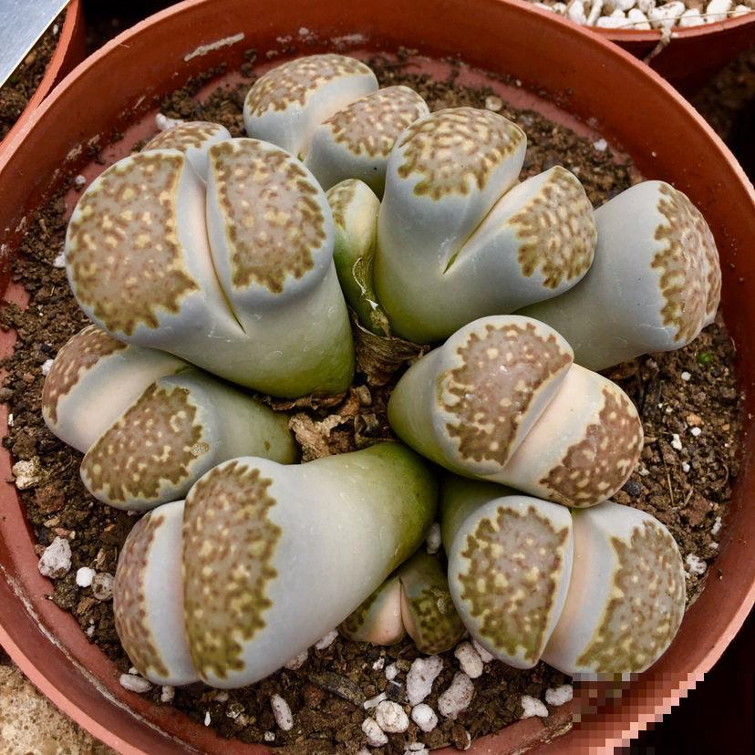 4种多肉有“两副面孔”，小时候可爱，长大后太丑