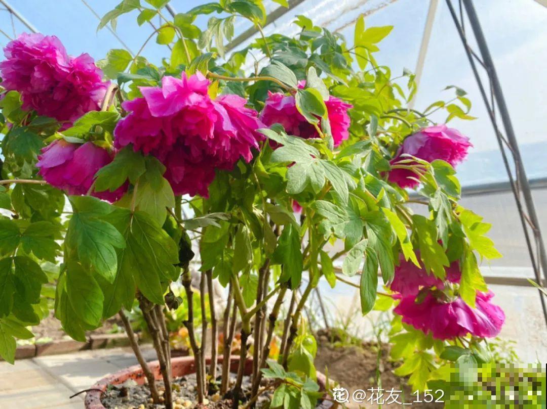 草本植物春剪,学着掐顶芽,呼呼冒出一大盆 草本植物春剪,学着掐顶芽,呼呼冒出一大盆