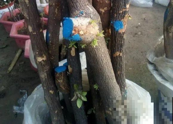 春天的大粗杆子，直接插土里，很快就生根