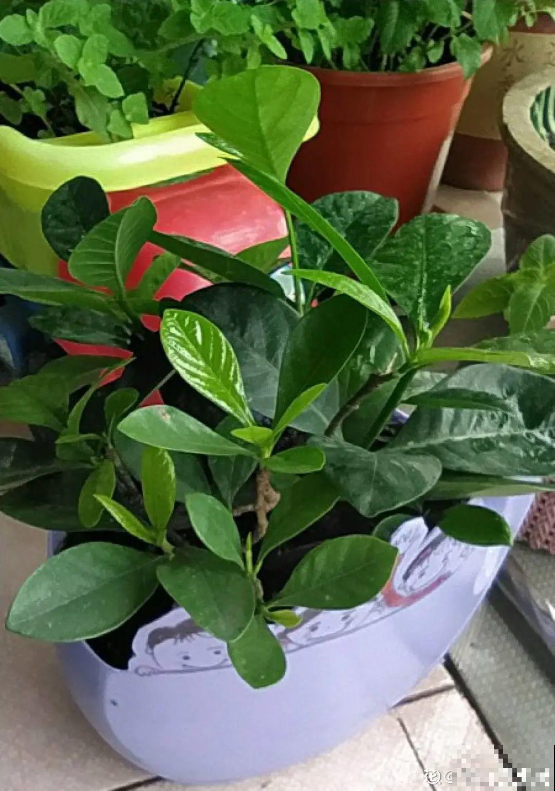 难度夏的8种花，赶紧扦插备份，再晚只剩盆了