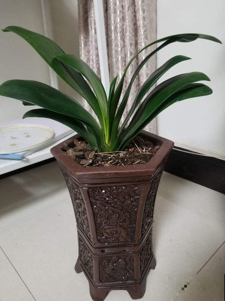 春天养护君子兰，不能将水滴进叶心，容易烂叶