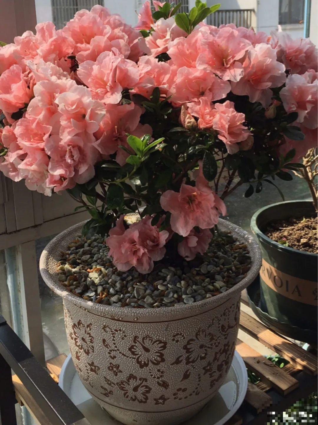 超级“喜水”的花，3天不浇水，就离死不远了