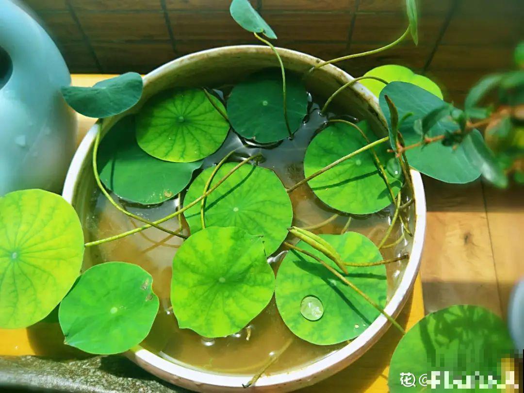 纯水养花长不大，加点泥巴土，长满新叶子