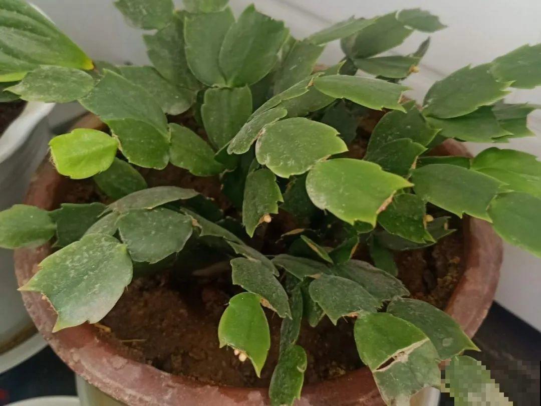 天热了，20种花最怕浇水，浇得越多，死得越快！