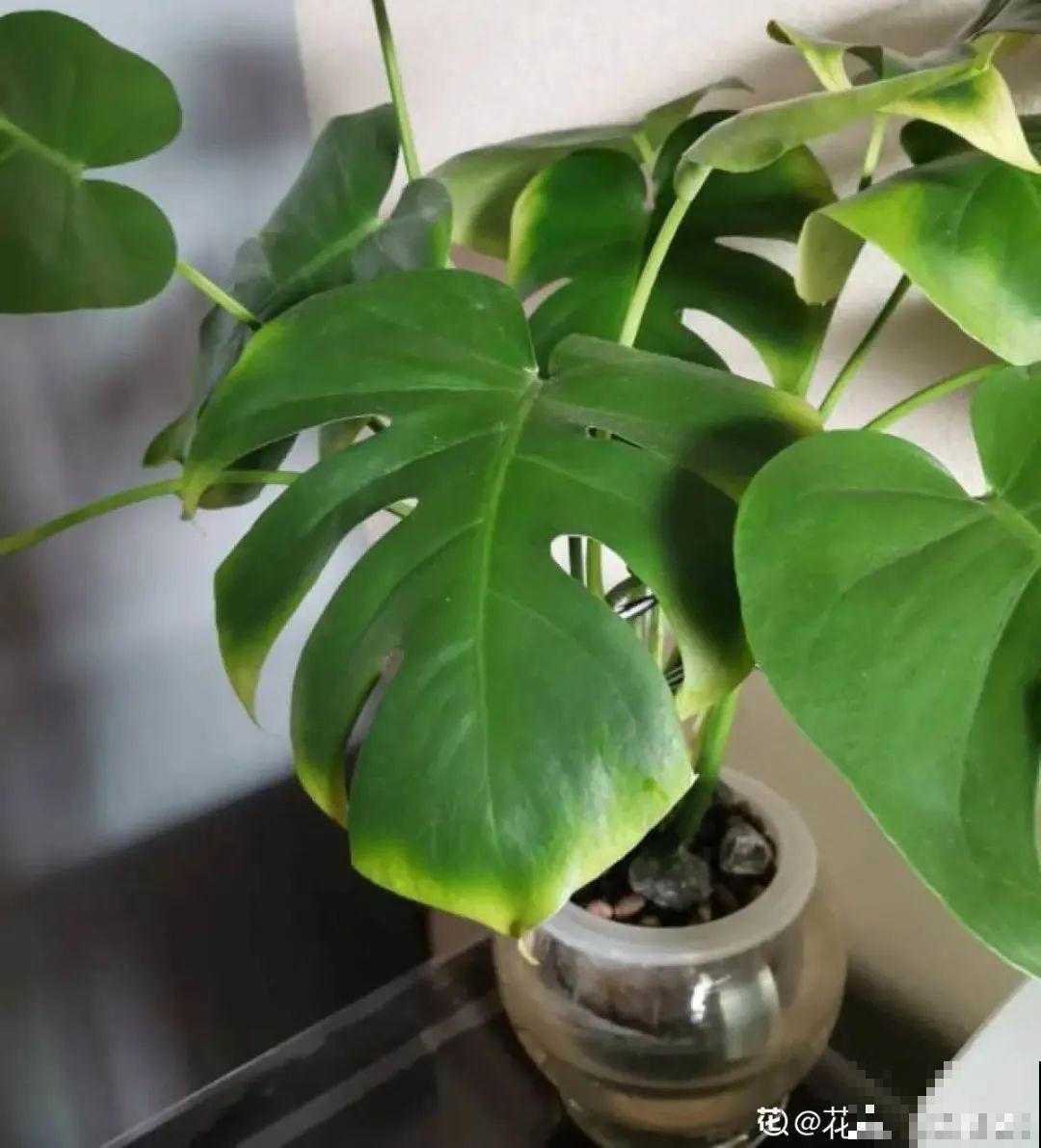 半死不活的花,扔水里,突然长疯了 半死不活的花,扔水里,突然长疯了