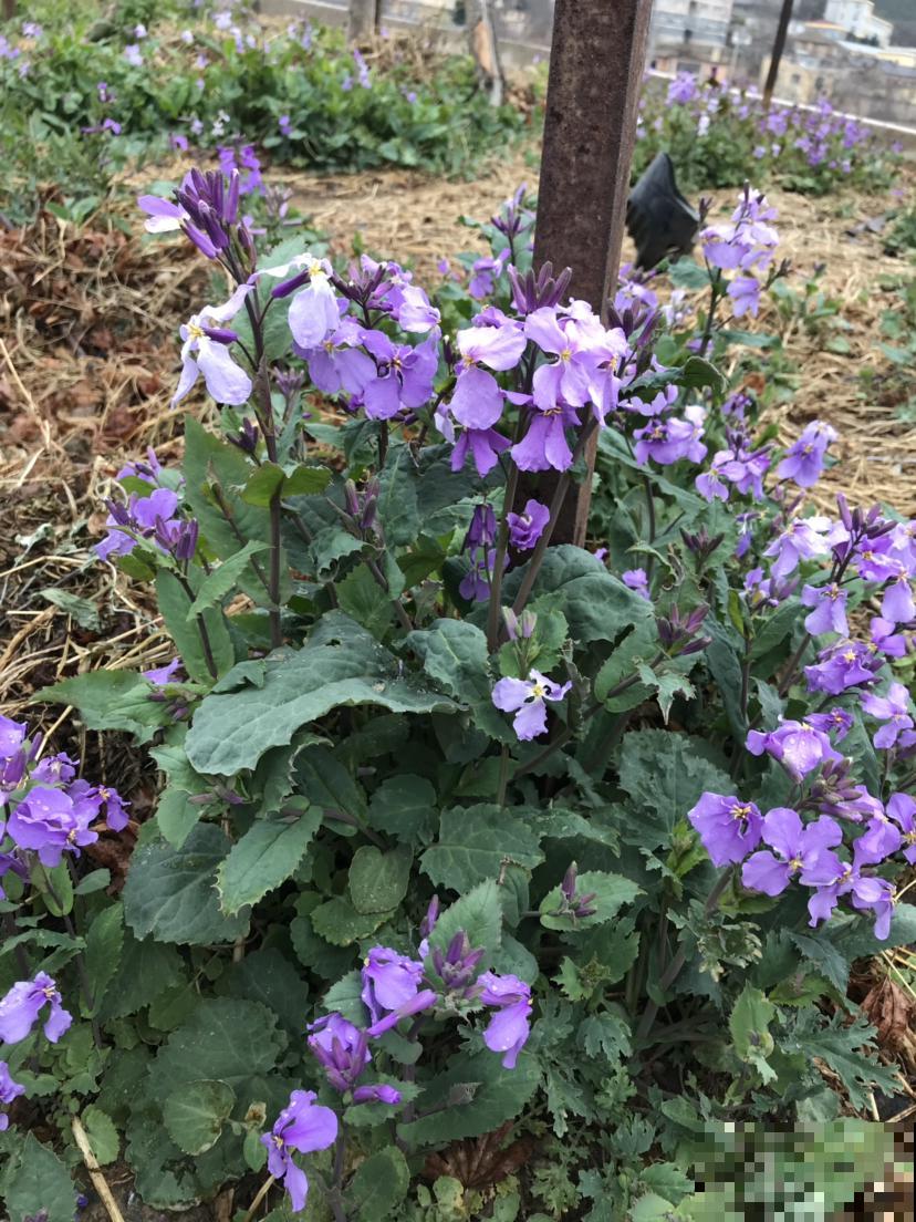 4月份种啥都能活的季节，山上挖一棵野花，种盆里也能开爆