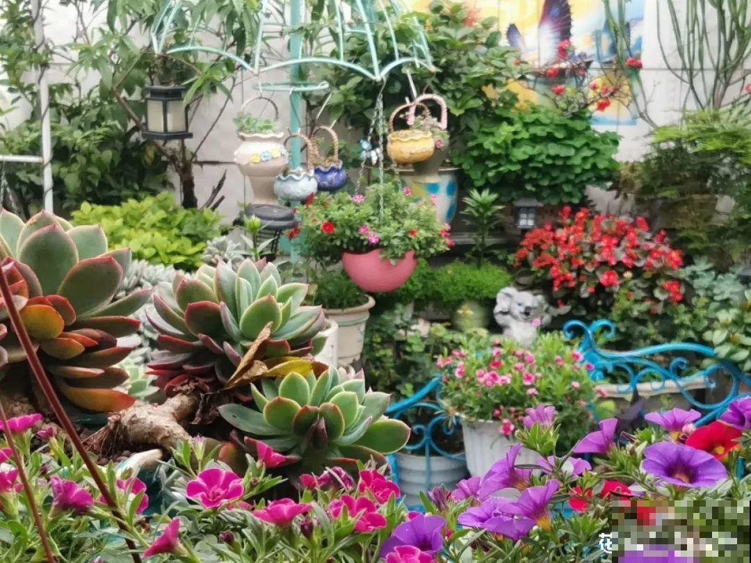 春天来了，有个院子养点花，简直太幸福